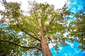 Reliable Garberville, CA Tree Services Solutions